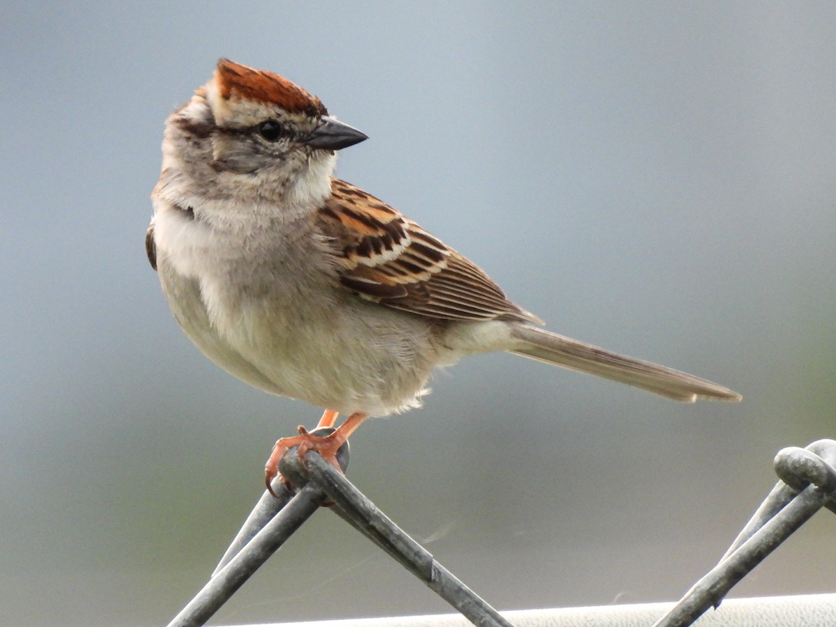 Chipping Sparrow - ML619508051