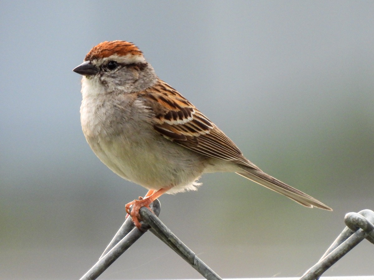 Chipping Sparrow - ML619508054