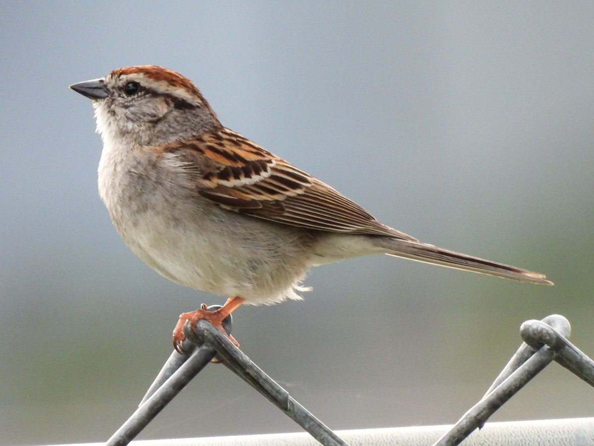 Chipping Sparrow - ML619508055