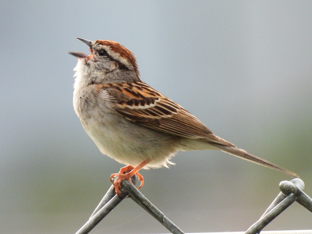 Chipping Sparrow - ML619508056
