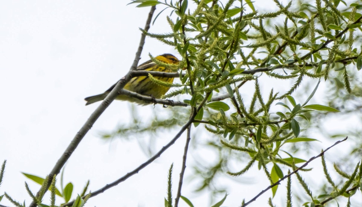 Cape May Warbler - ML619508060