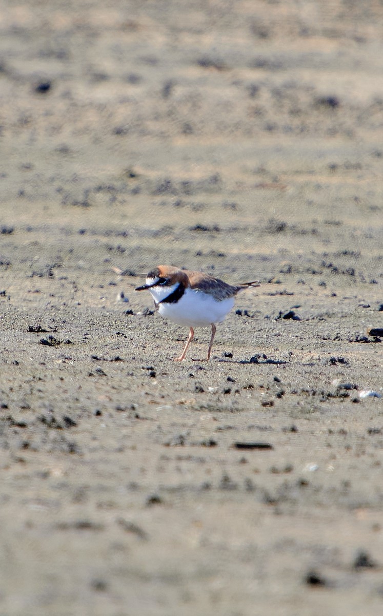 Collared Plover - ML619508076