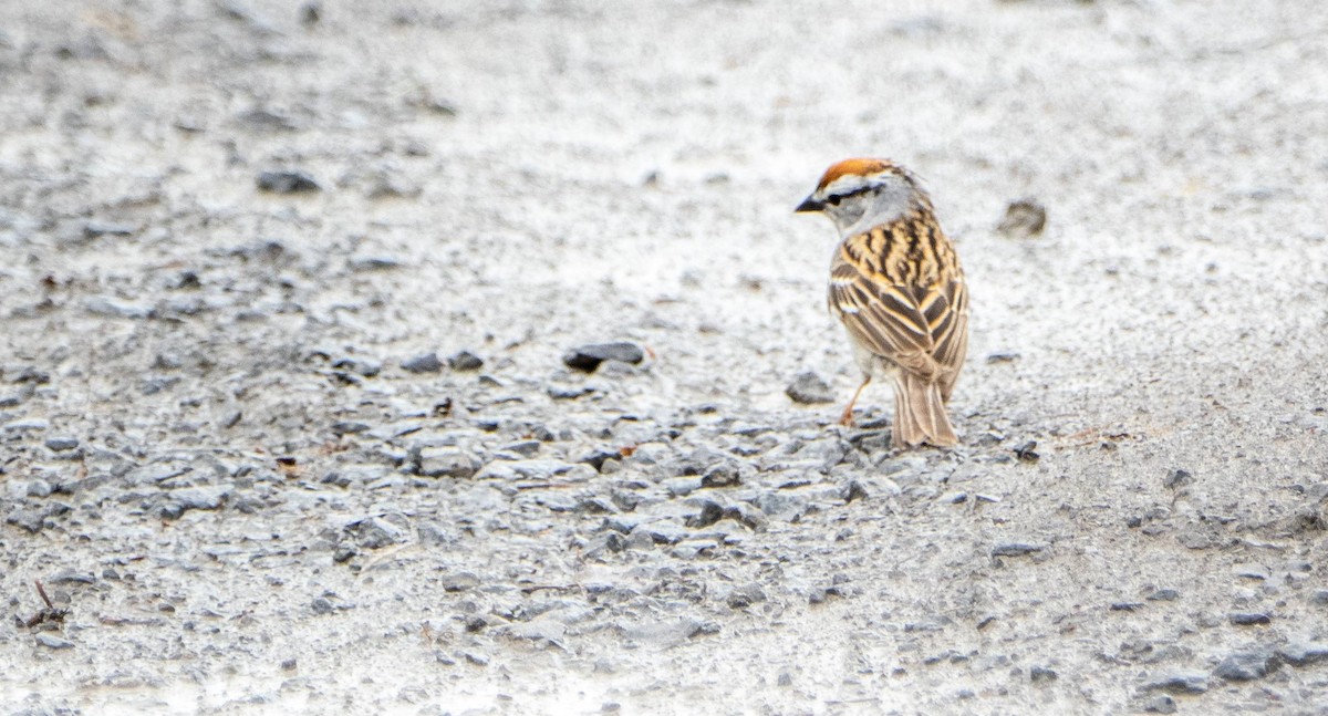 Chipping Sparrow - ML619508089