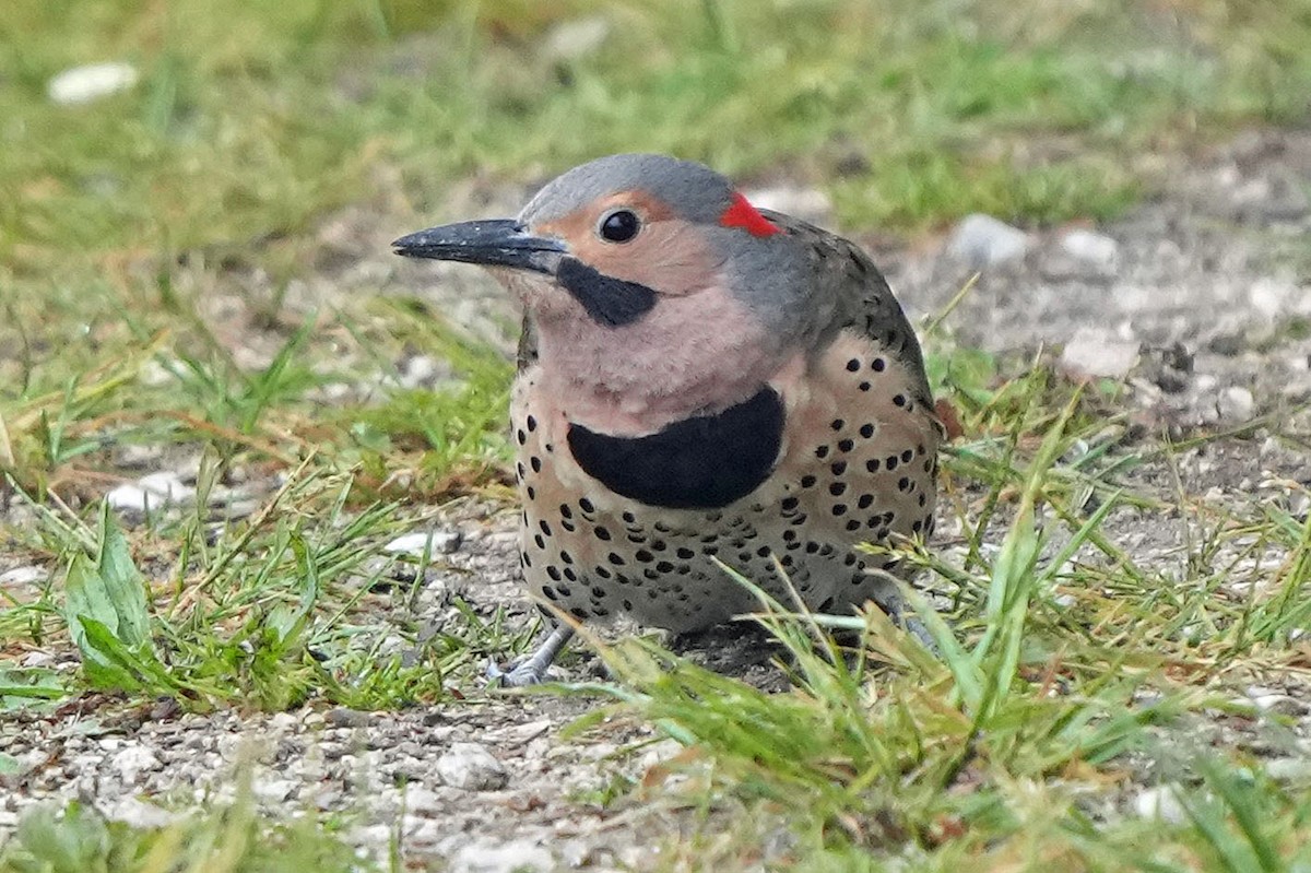 Northern Flicker (Yellow-shafted) - ML619508110