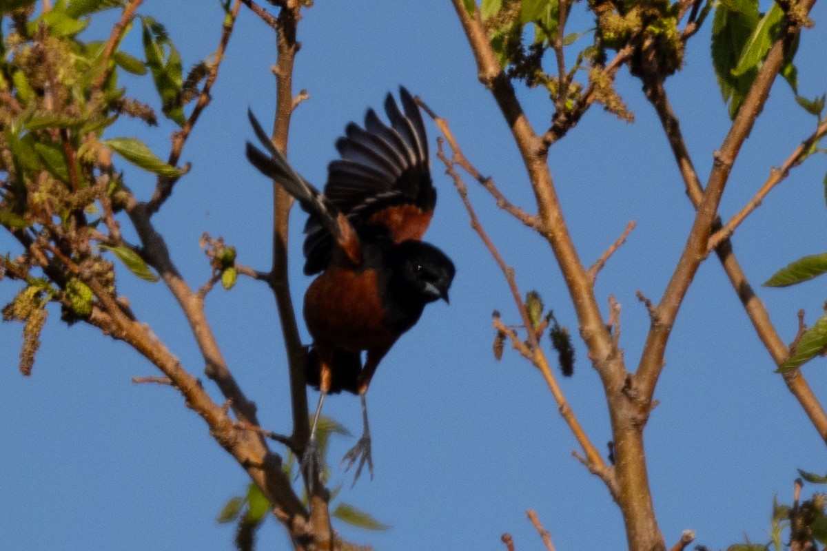 Orchard Oriole - ML619508111