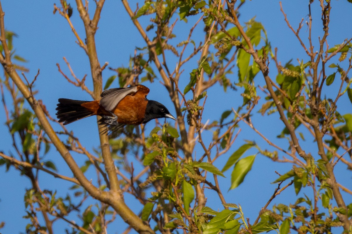 Orchard Oriole - ML619508114
