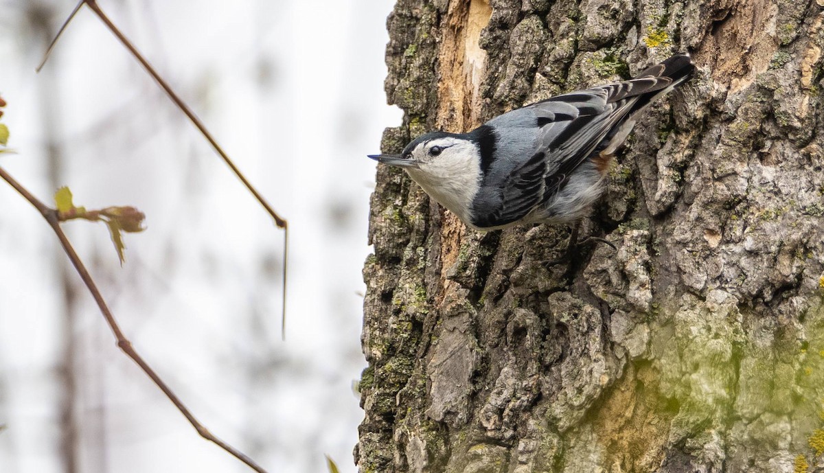 White-breasted Nuthatch - ML619508115