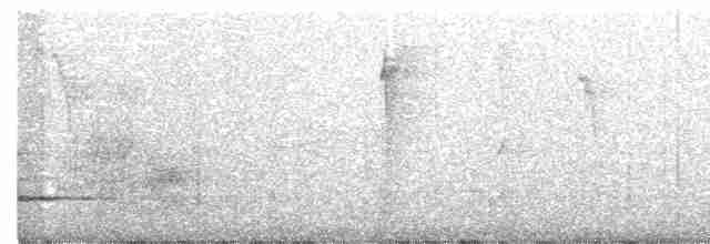 Méliphage carillonneur - ML619508180