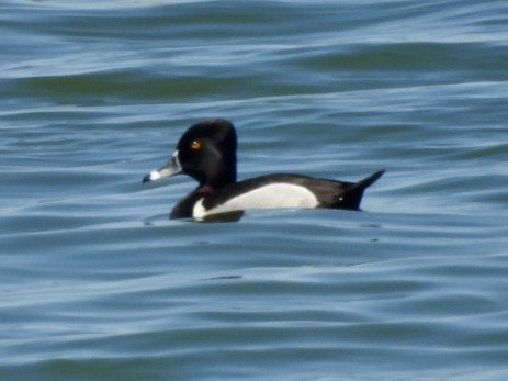 Ring-necked Duck - ML619508186