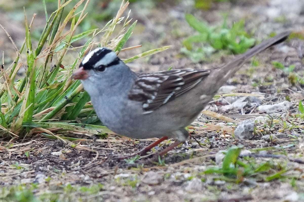 White-crowned Sparrow - ML619508188