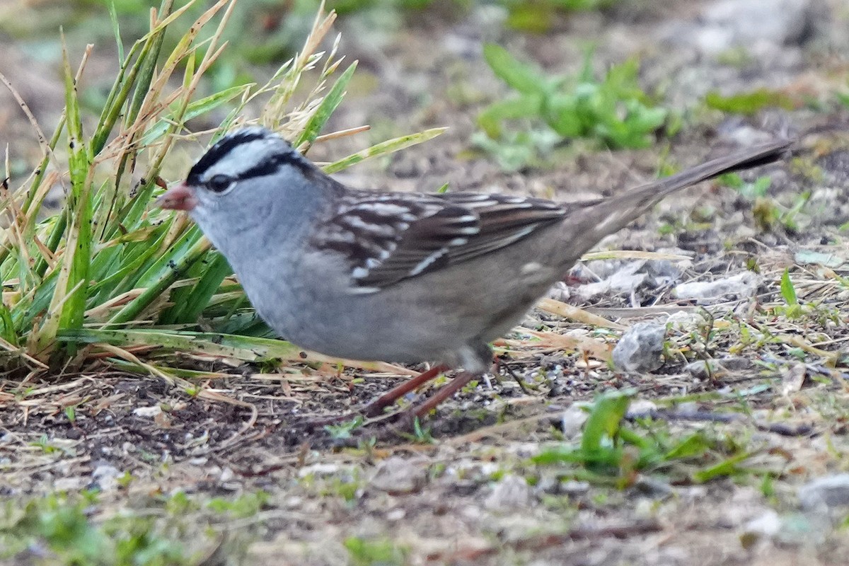 White-crowned Sparrow - ML619508189