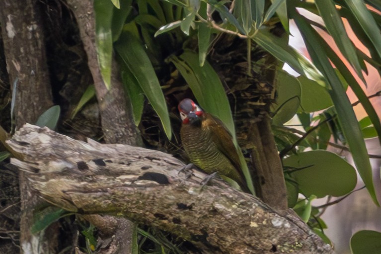 Golden-olive Woodpecker - ML619508220