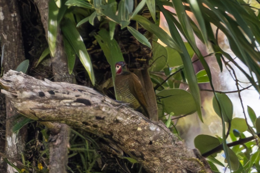 Golden-olive Woodpecker - ML619508221