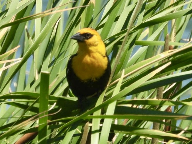 Yellow-headed Blackbird - ML619508228