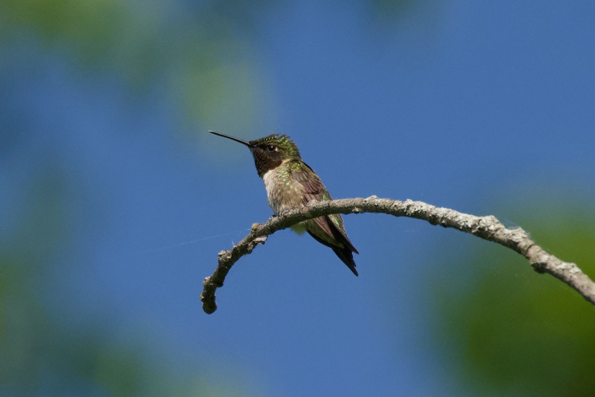 Ruby-throated Hummingbird - ML619508266