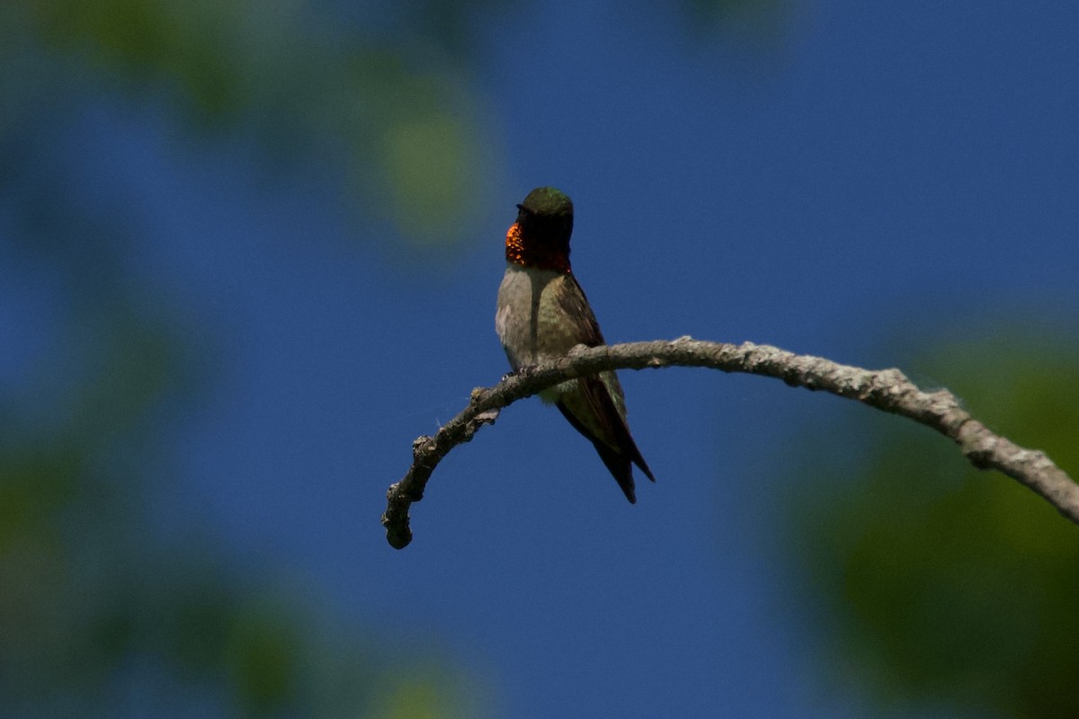Ruby-throated Hummingbird - ML619508267