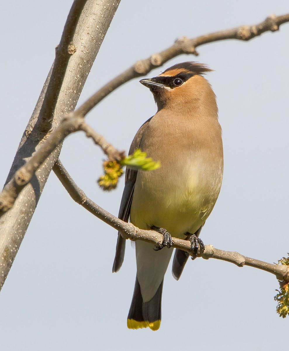 Cedar Waxwing - ML619508269