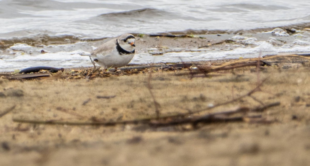 Piping Plover - ML619508270