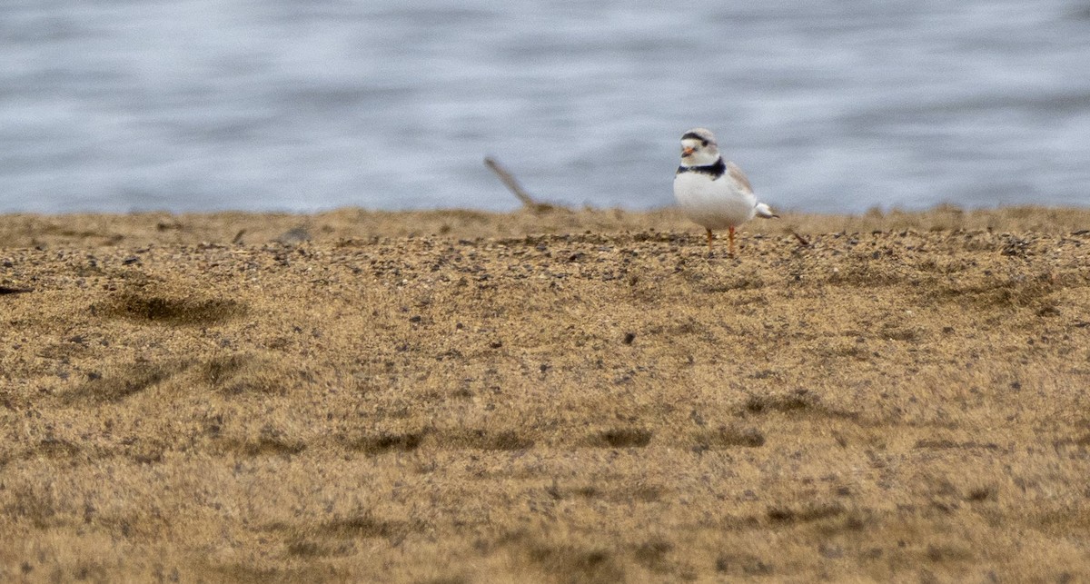 Piping Plover - ML619508271