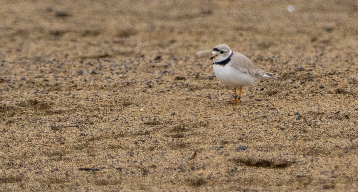 Piping Plover - ML619508272