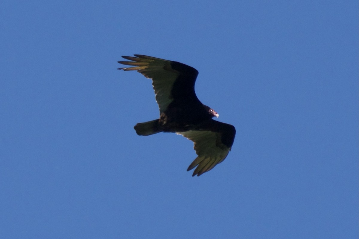 Turkey Vulture - ML619508289