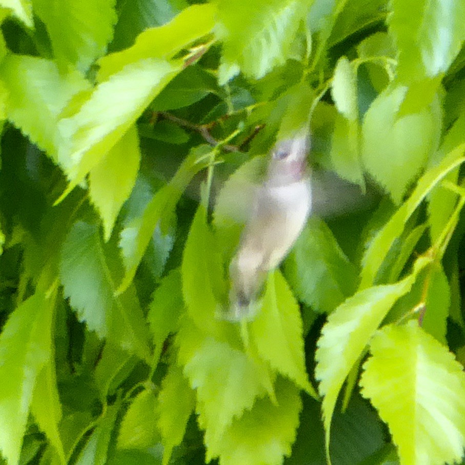 Anna's Hummingbird - ML619508292