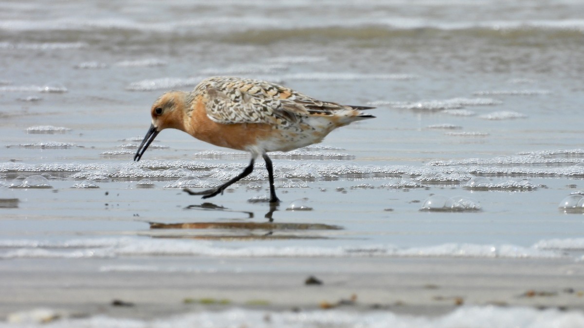 Red Knot - ML619508297