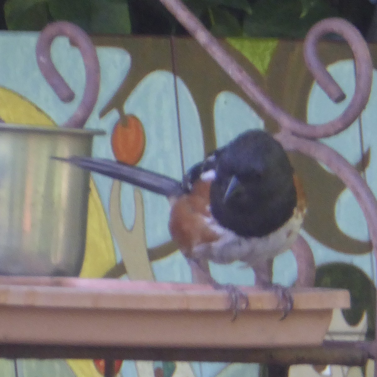 Spotted Towhee - ML619508315