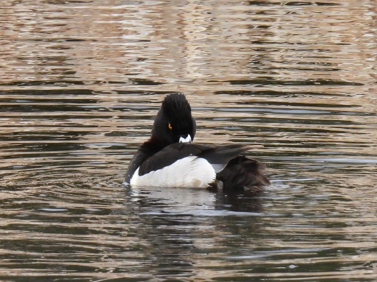 Ring-necked Duck - ML619508339