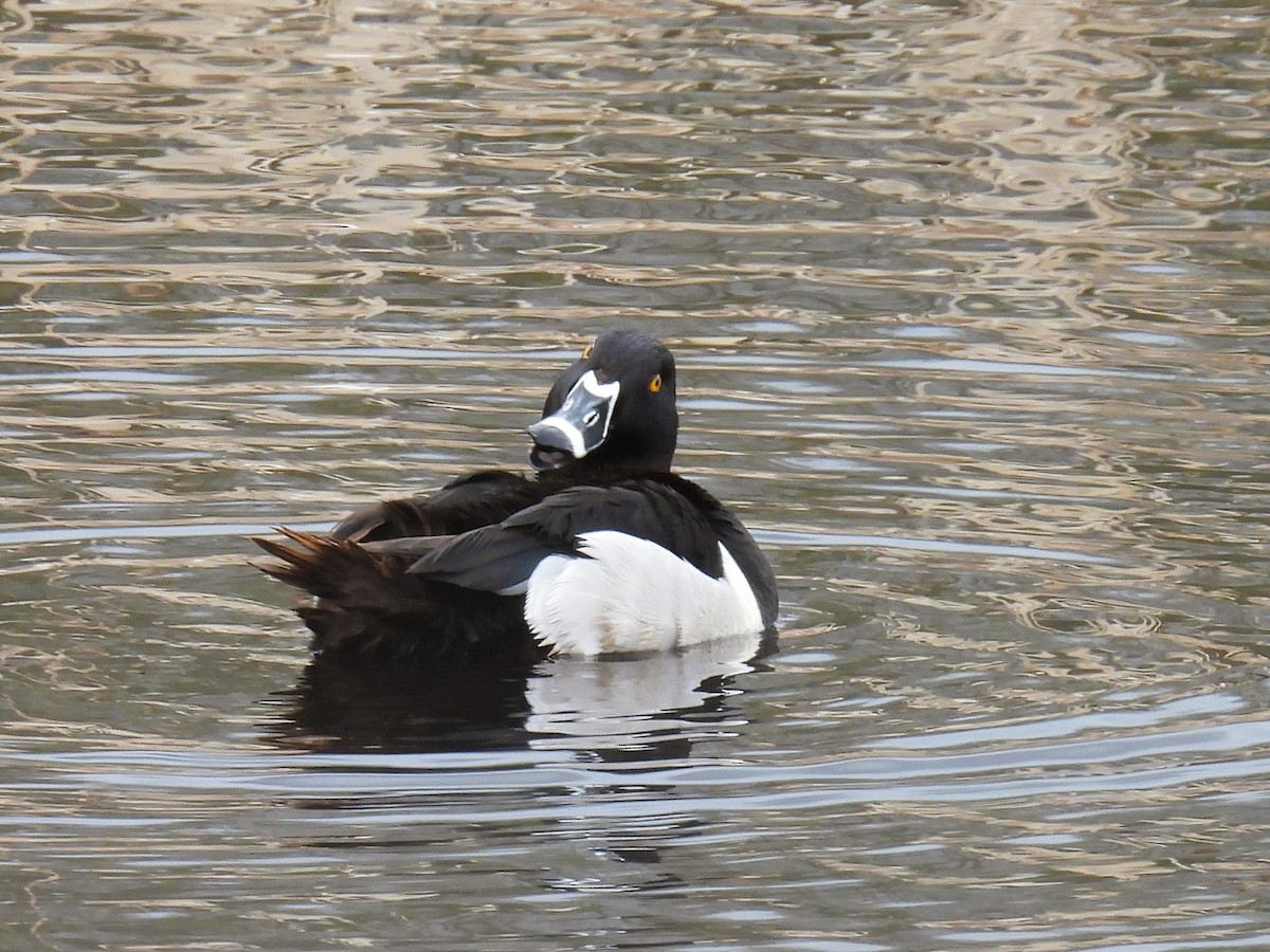 Ring-necked Duck - ML619508340