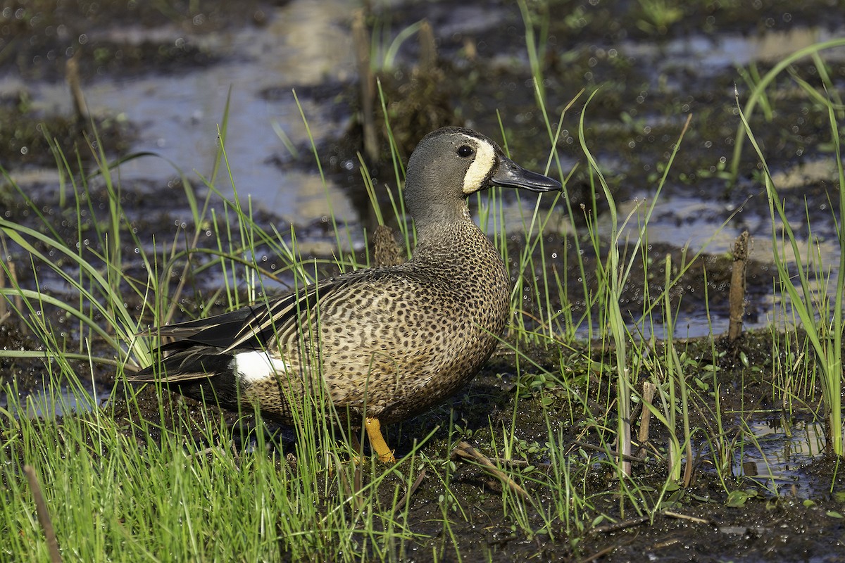 Blue-winged Teal - ML619508349