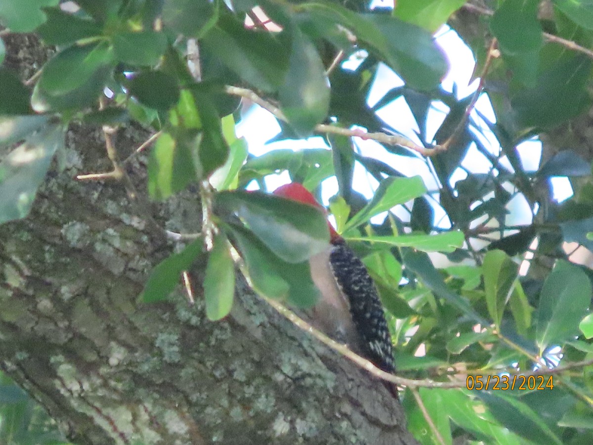 Red-bellied Woodpecker - ML619508371