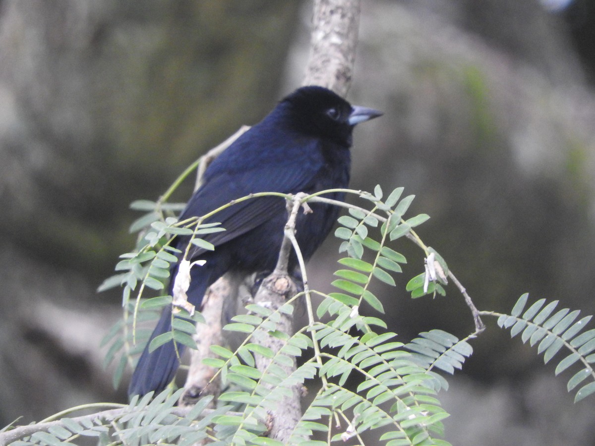 White-lined Tanager - ML619508391