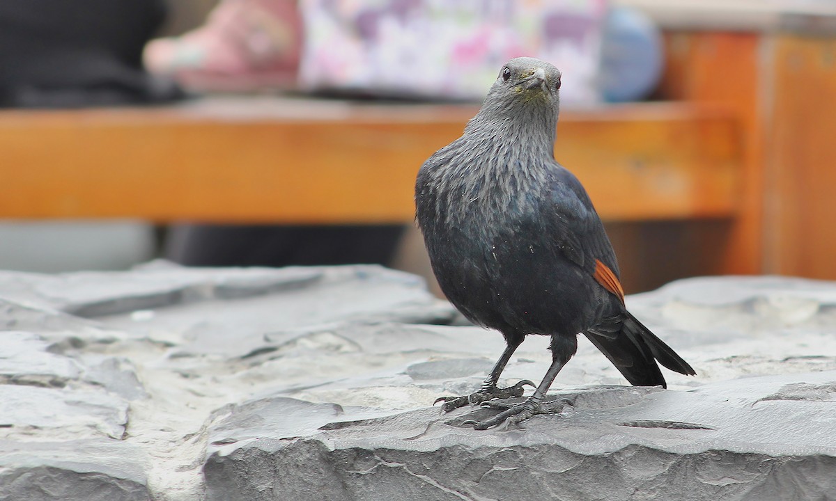 Red-winged Starling - ML619508394