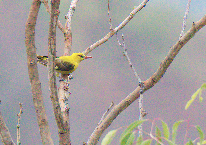 Indian Golden Oriole - ML619508427