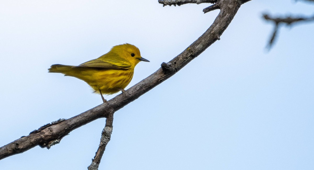 Yellow Warbler - ML619508431