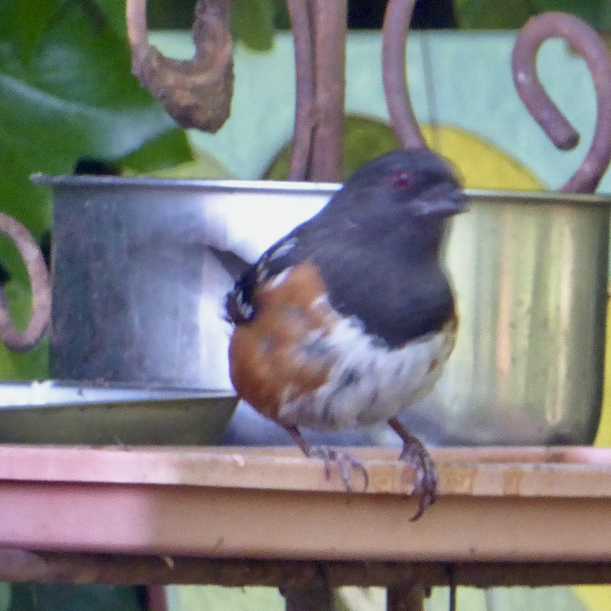 Spotted Towhee - ML619508461