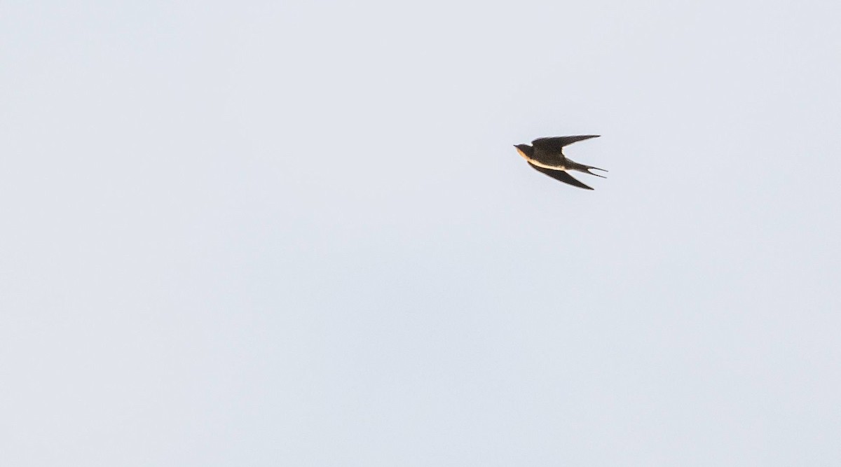 Barn Swallow - ML619508503