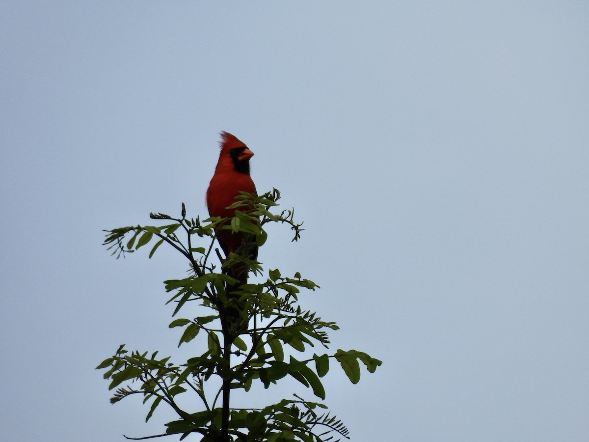 Cardinal rouge - ML619508509