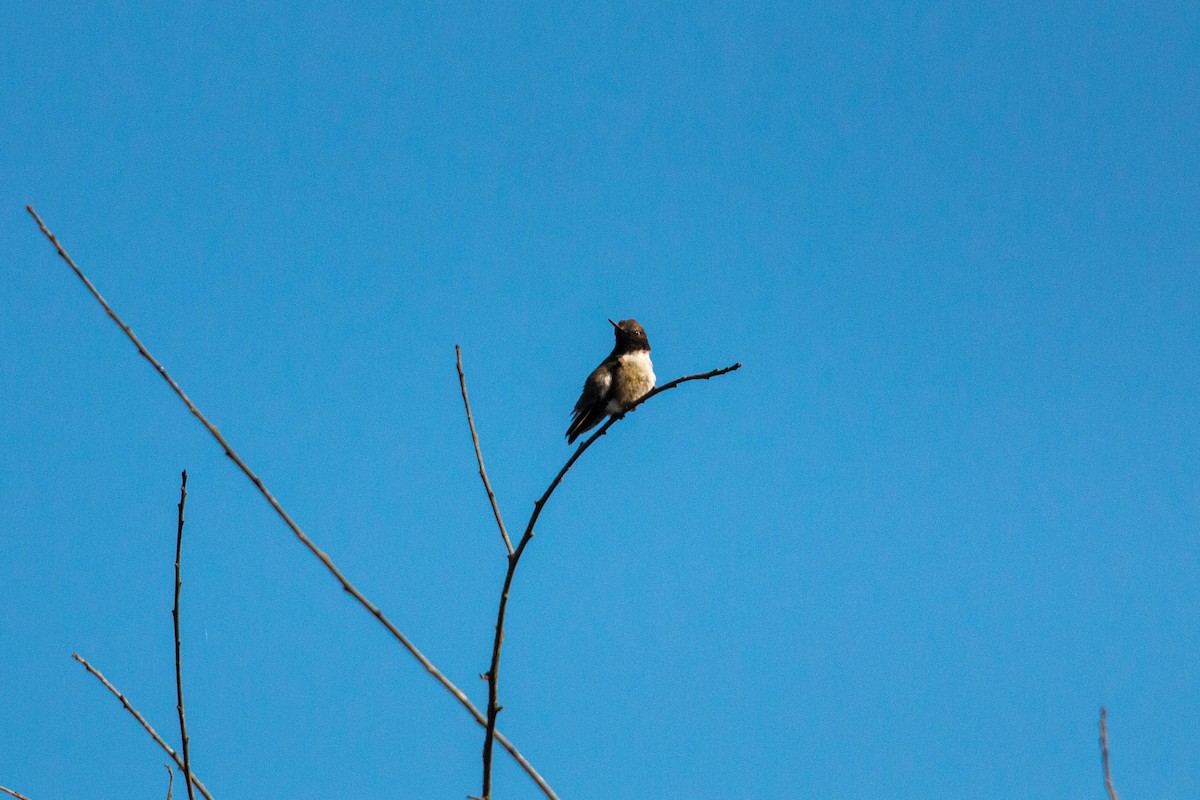 Black-chinned Hummingbird - ML619508536