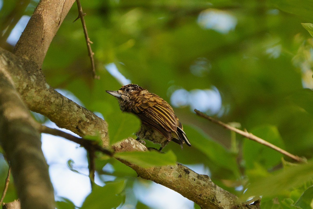 Scaled Piculet - ML619508551
