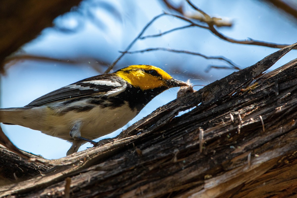 Golden-cheeked Warbler - ML619508566