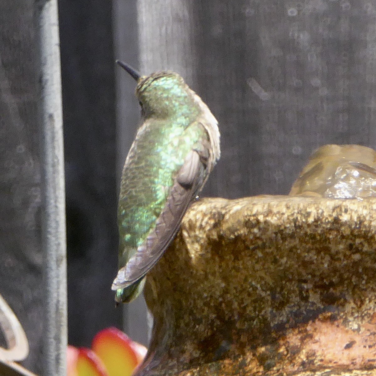 Anna's Hummingbird - ML619508607