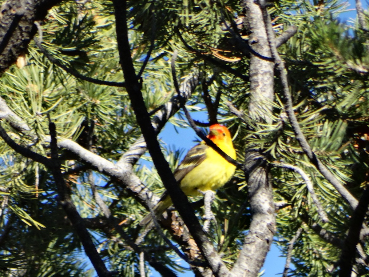 Western Tanager - ML619508611