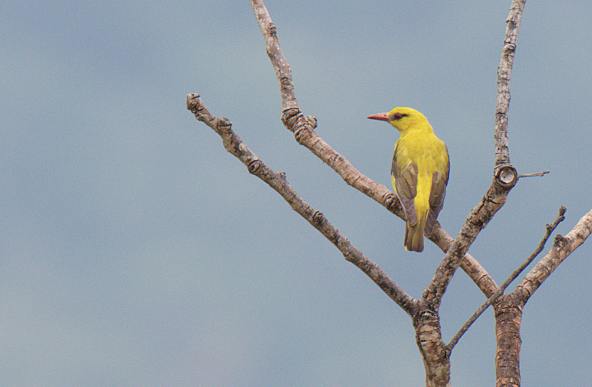 Indian Golden Oriole - ML619508613