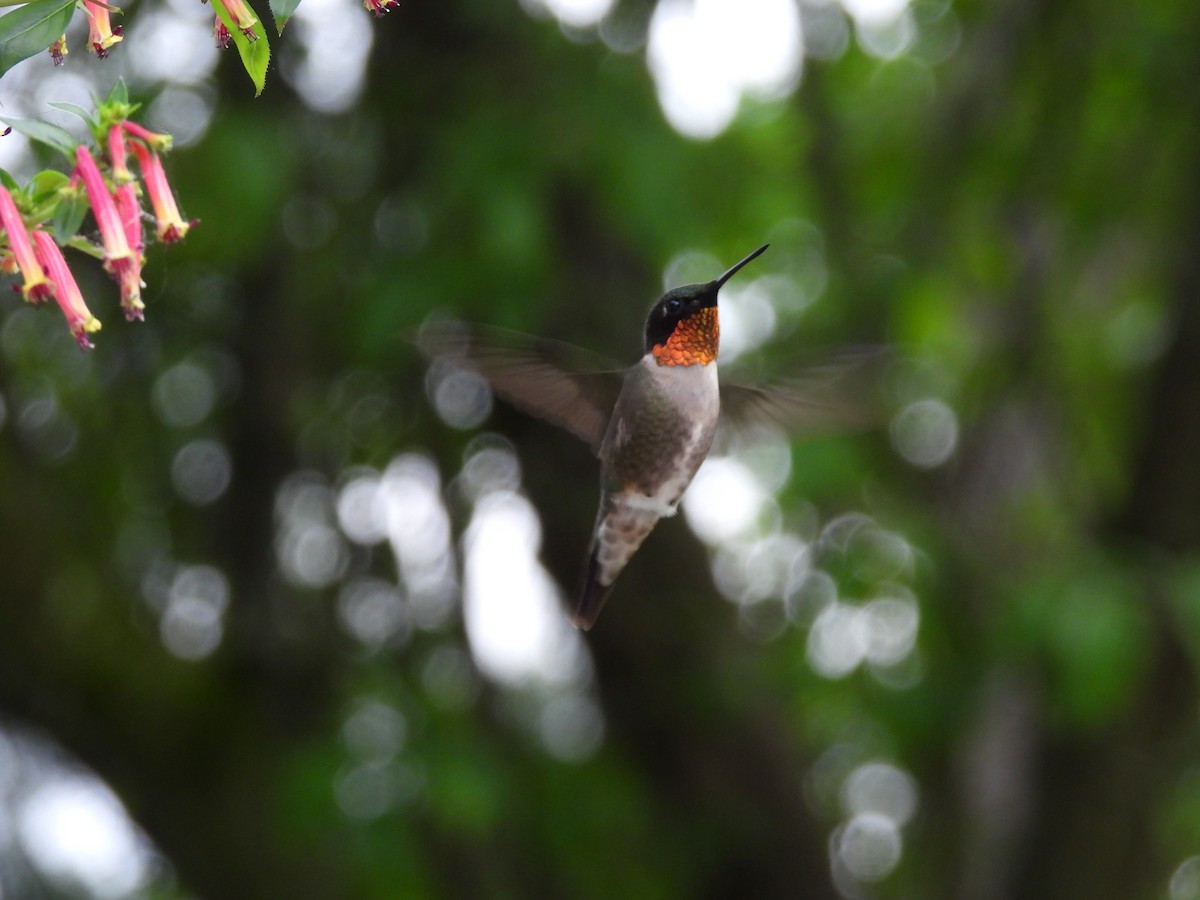 Ruby-throated Hummingbird - ML619508684