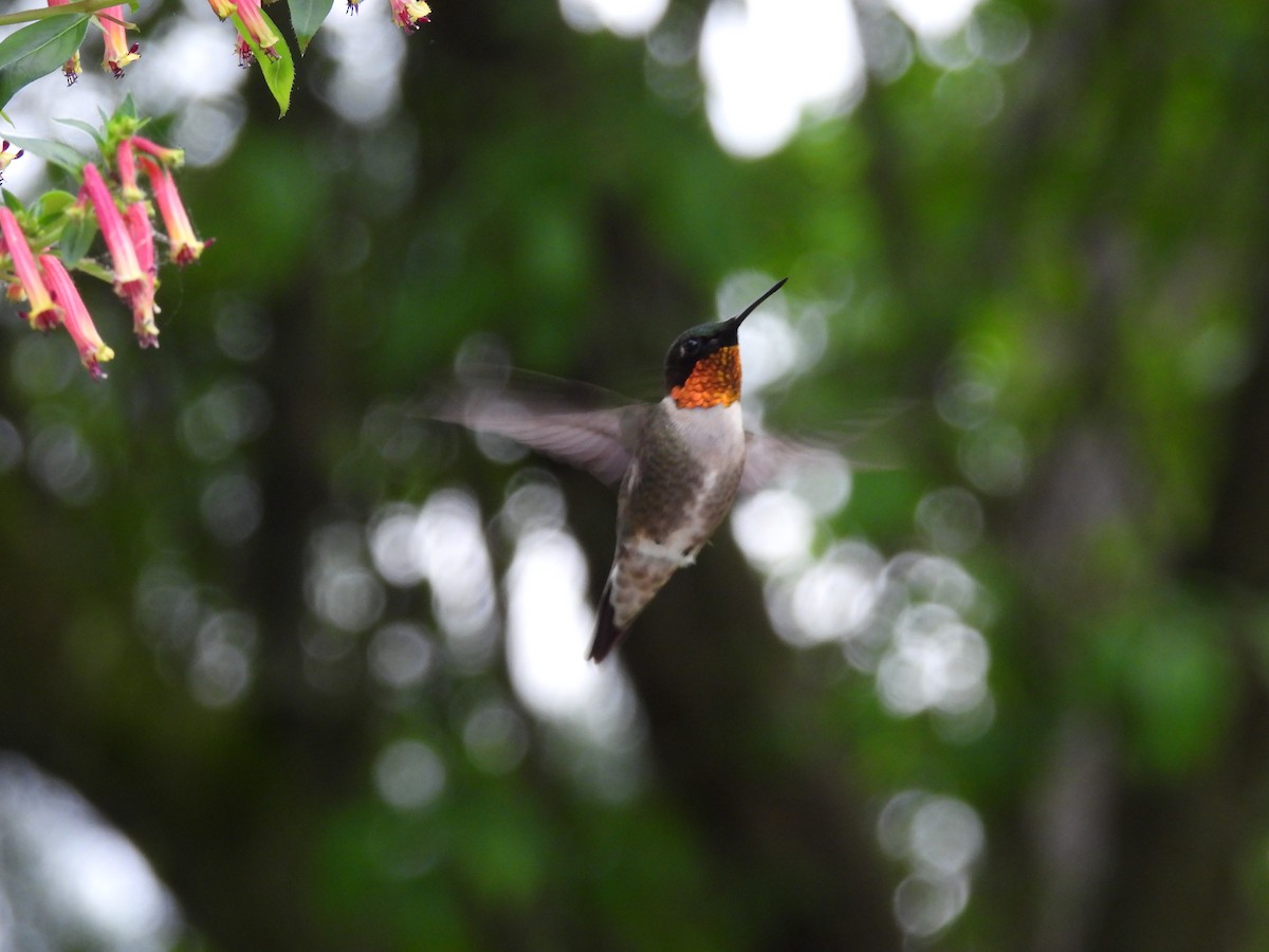 Ruby-throated Hummingbird - ML619508686