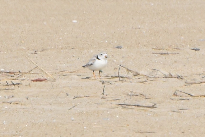 Piping Plover - ML619508688