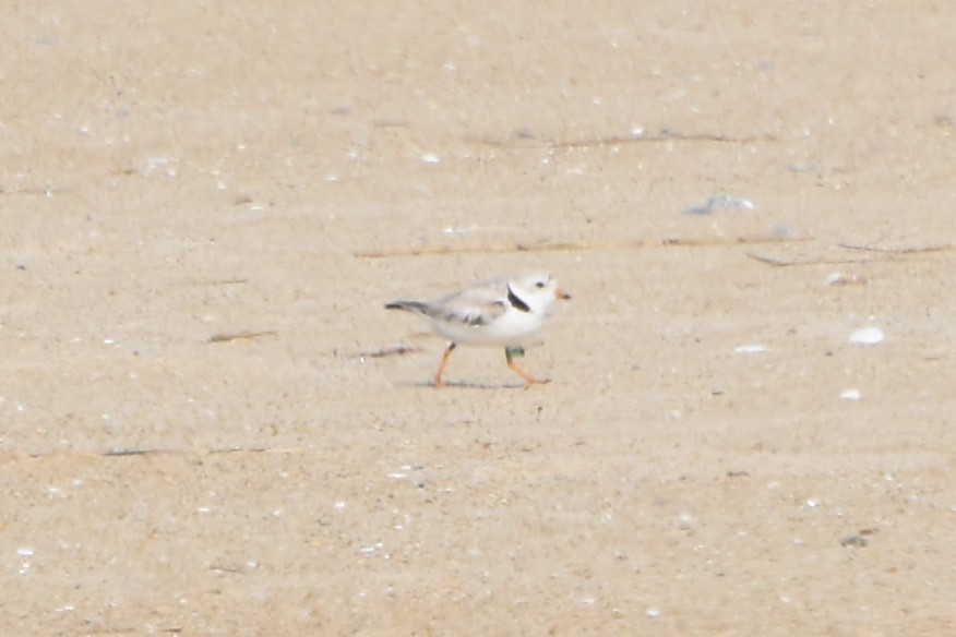 Piping Plover - ML619508689