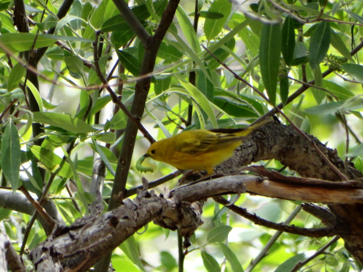 Yellow Warbler - ML619508690